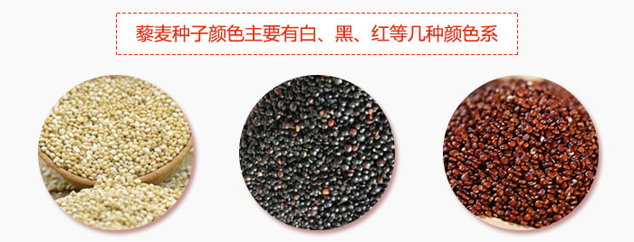 藜麥種子顏色主要有白、黑、紅等幾種顏色系，營養(yǎng)成分相差不大，其中白色口感好，黑、紅色口感相對差些，籽粒也較小。