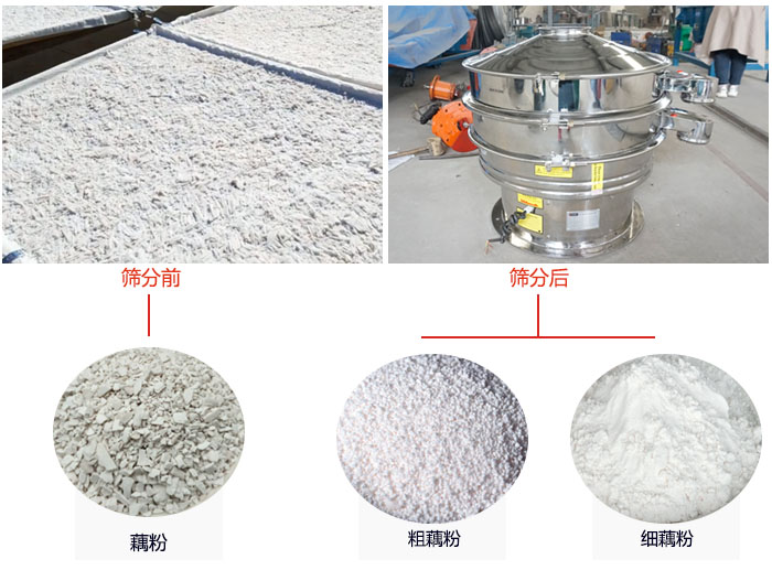 蓮藕淀粉曬干，采用304不銹鋼材質(zhì)藕粉振動(dòng)篩篩分后前后對比效果圖展示。