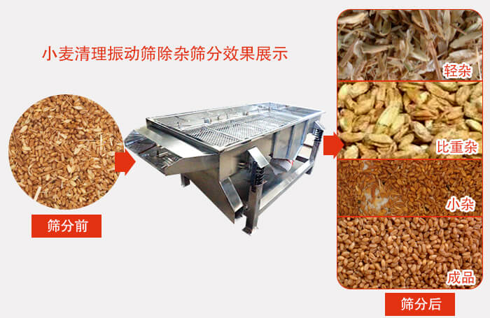 小麥清理振動篩小麥篩分效果展示圖可同時篩分出輕雜，比重雜，小雜，成品等四個等級。